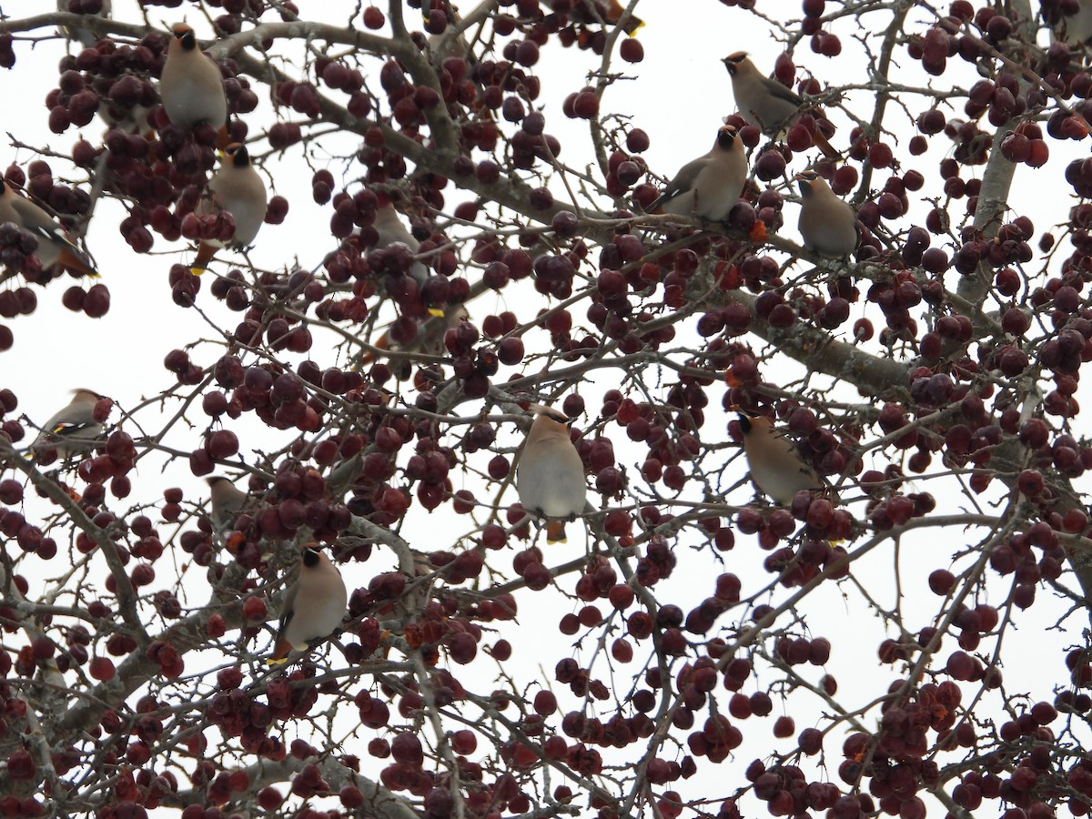 Bohemian Waxwing - ML646458597