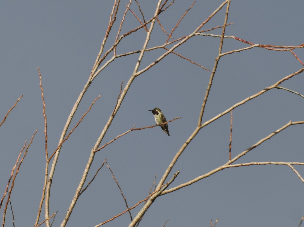 Anna's Hummingbird - ML646458598