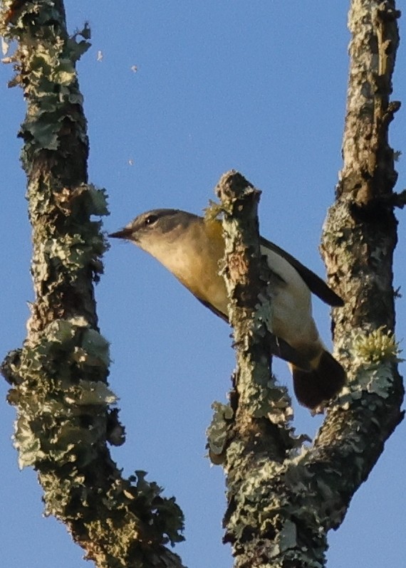 American Redstart - ML646458603