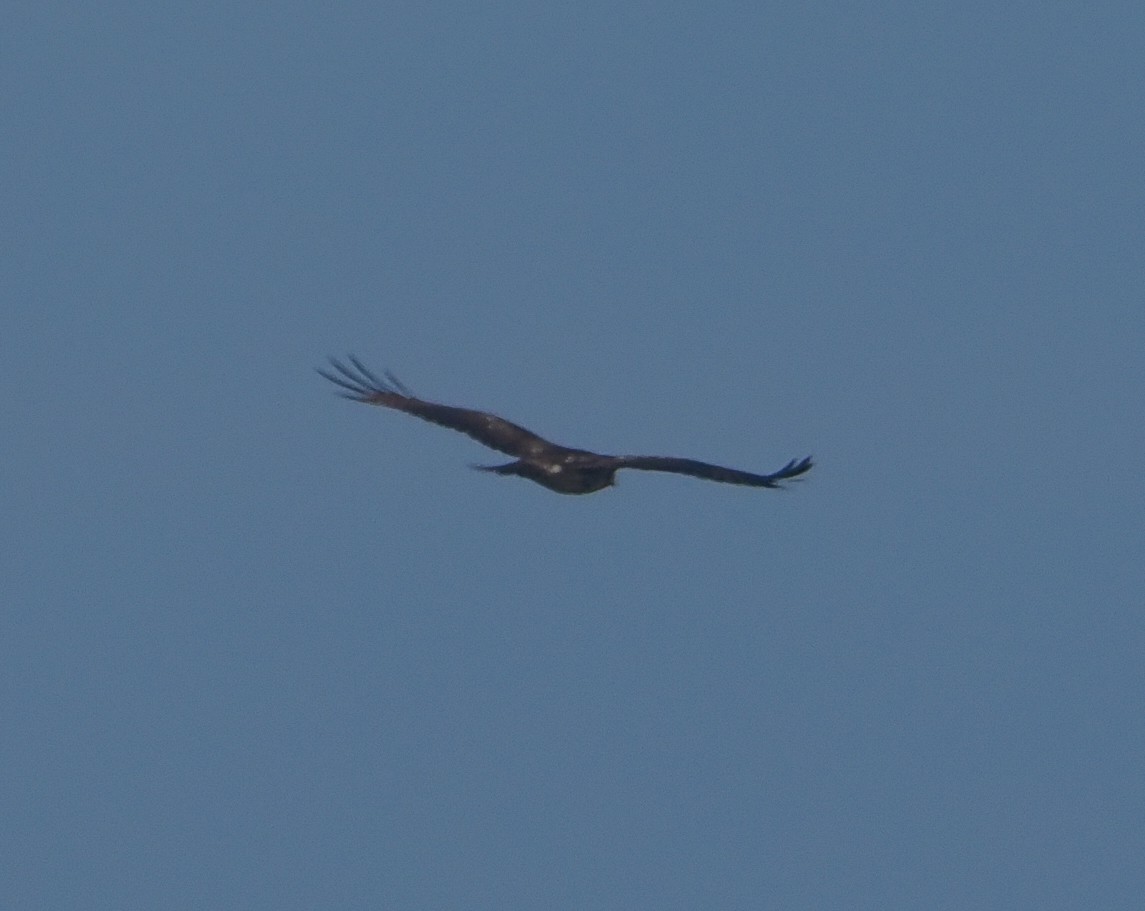 Falco pellegrino - ML646458604