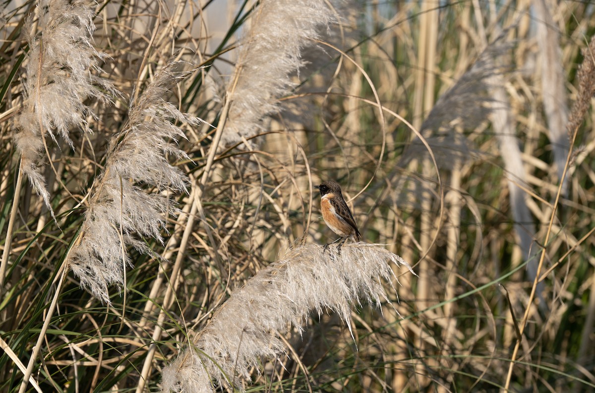 European Stonechat - ML646458607