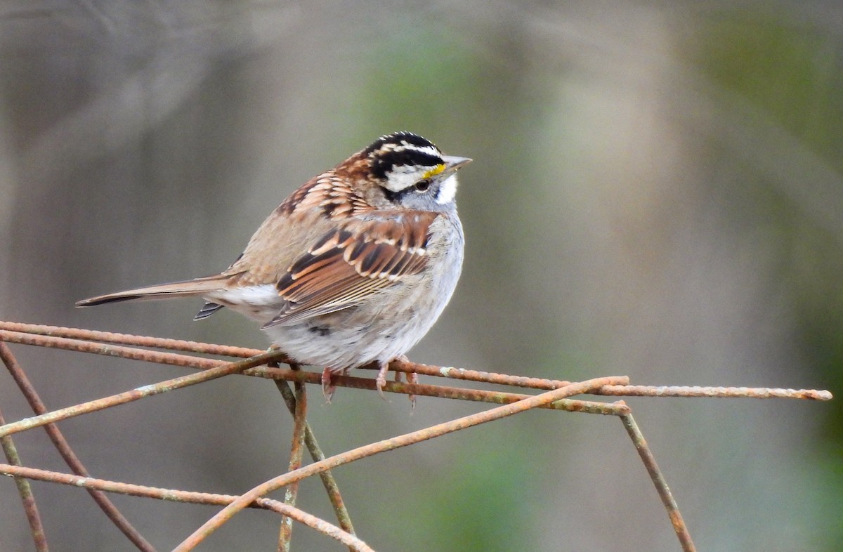 White-throated Sparrow - ML646458608