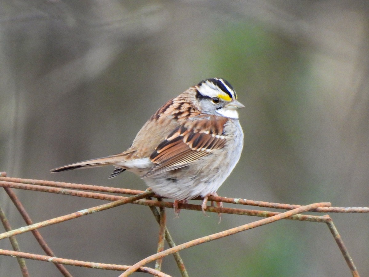 White-throated Sparrow - ML646458609
