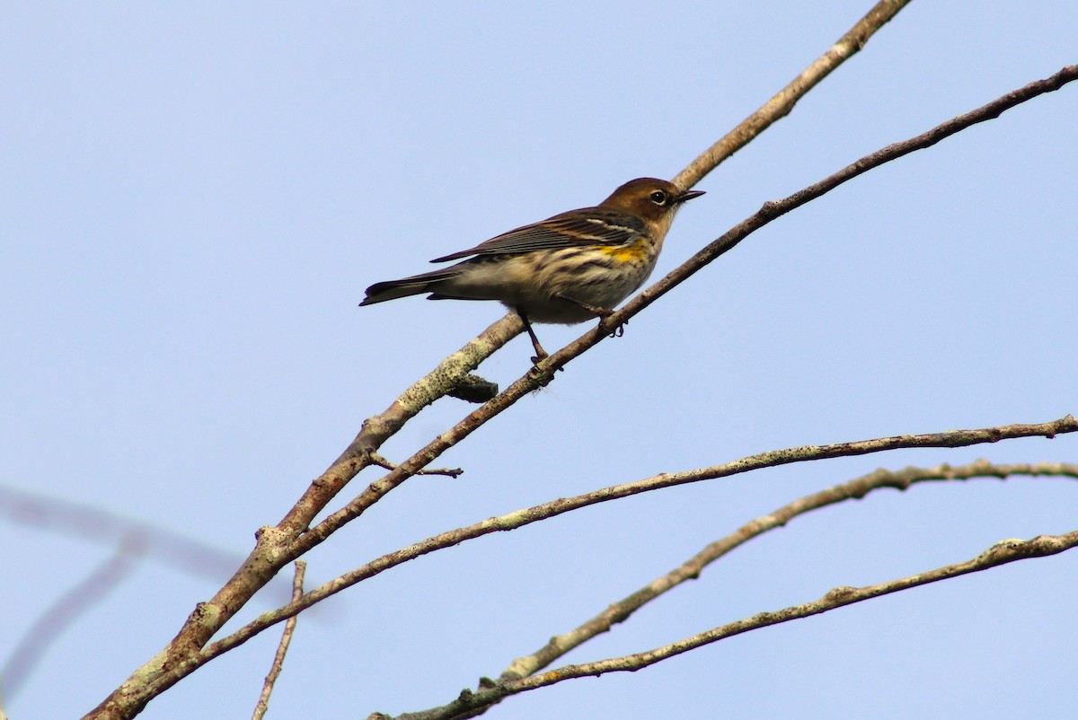Yellow-rumped Warbler - ML646458612