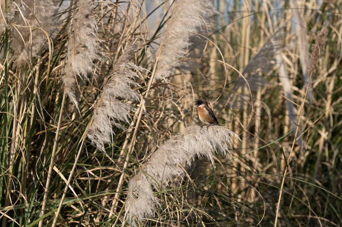 European Stonechat - ML646458613