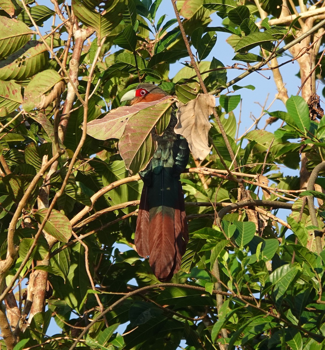 Chestnut-breasted Malkoha - ML646458615