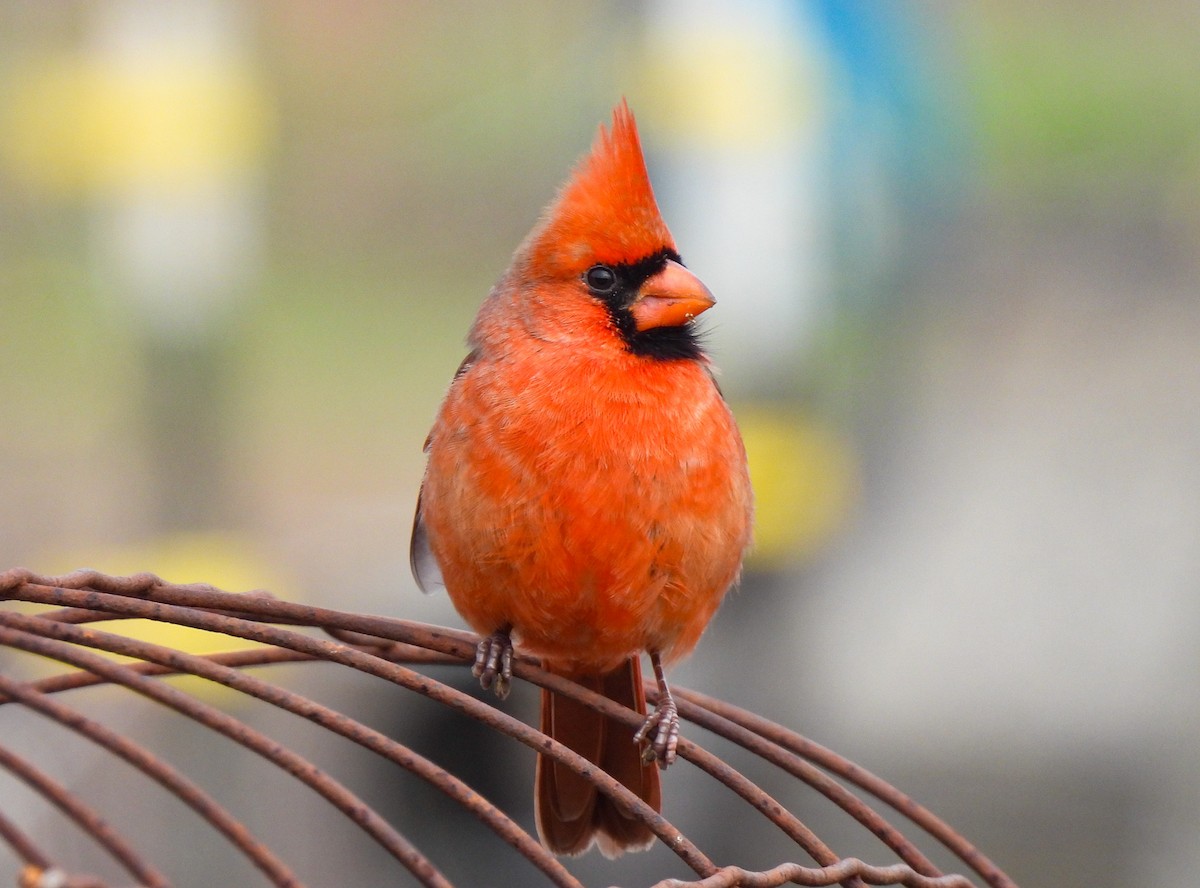 Northern Cardinal - ML646458616