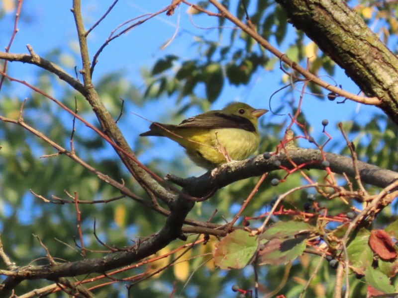 Piranga Escarlata - ML646458618