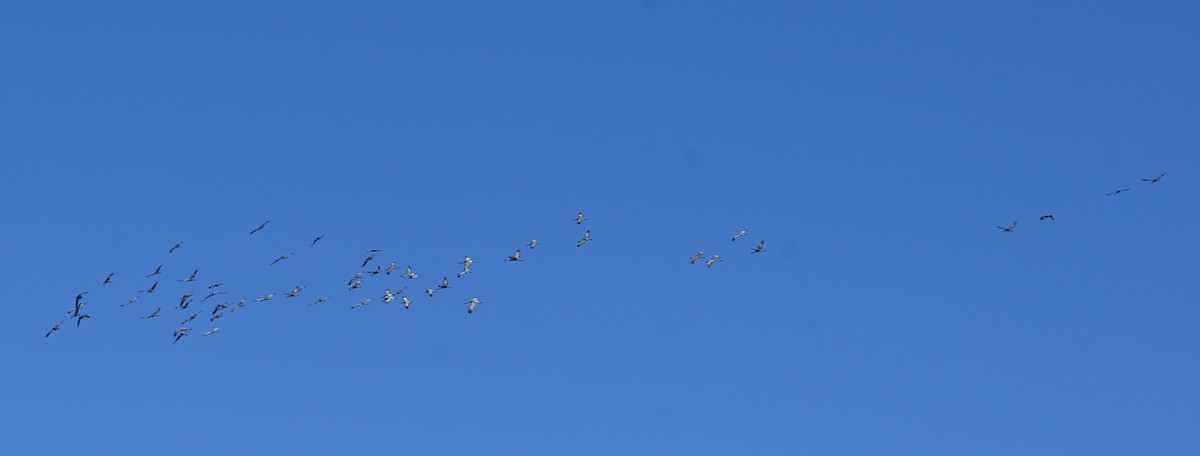 Sandhill Crane - ML646458619