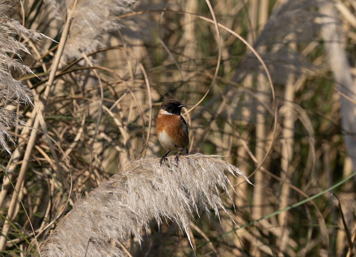 European Stonechat - ML646458620