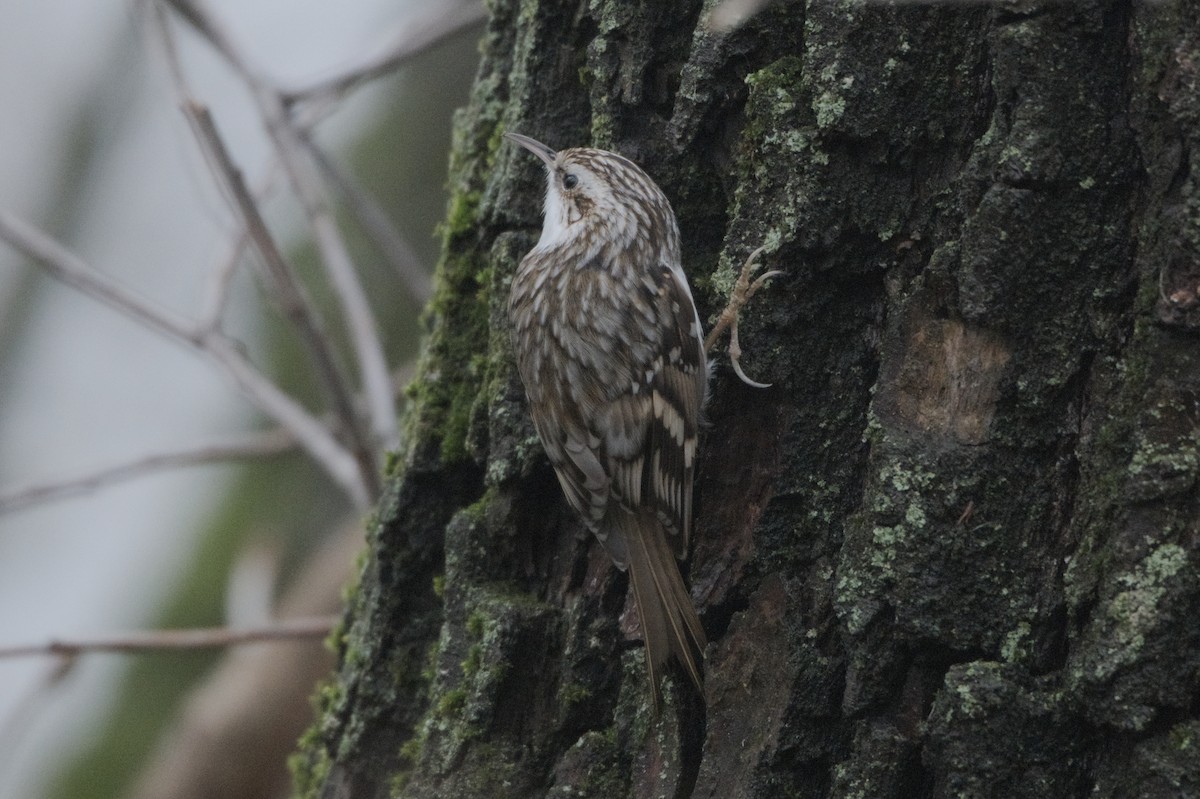 Eurasian Treecreeper - ML646458621