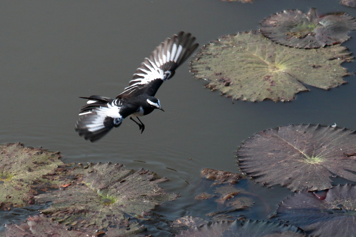 konipas indický - ML646458622