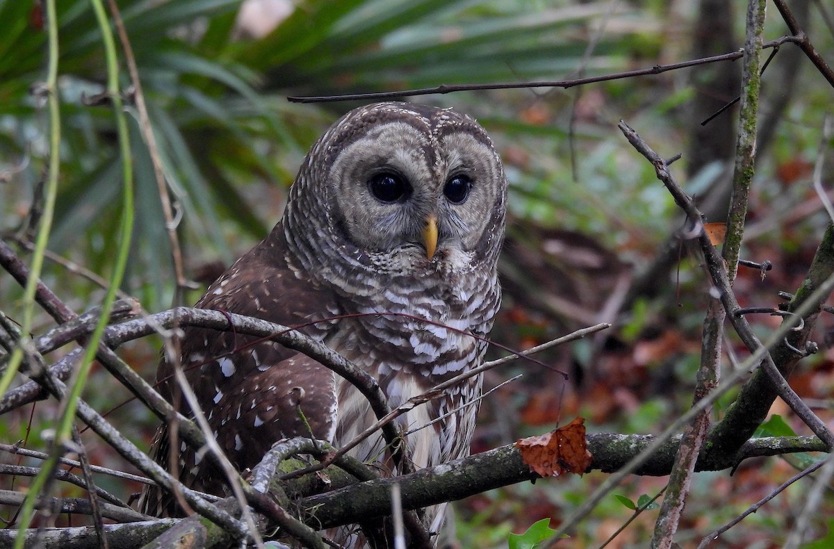 アメリカフクロウ - ML646458623