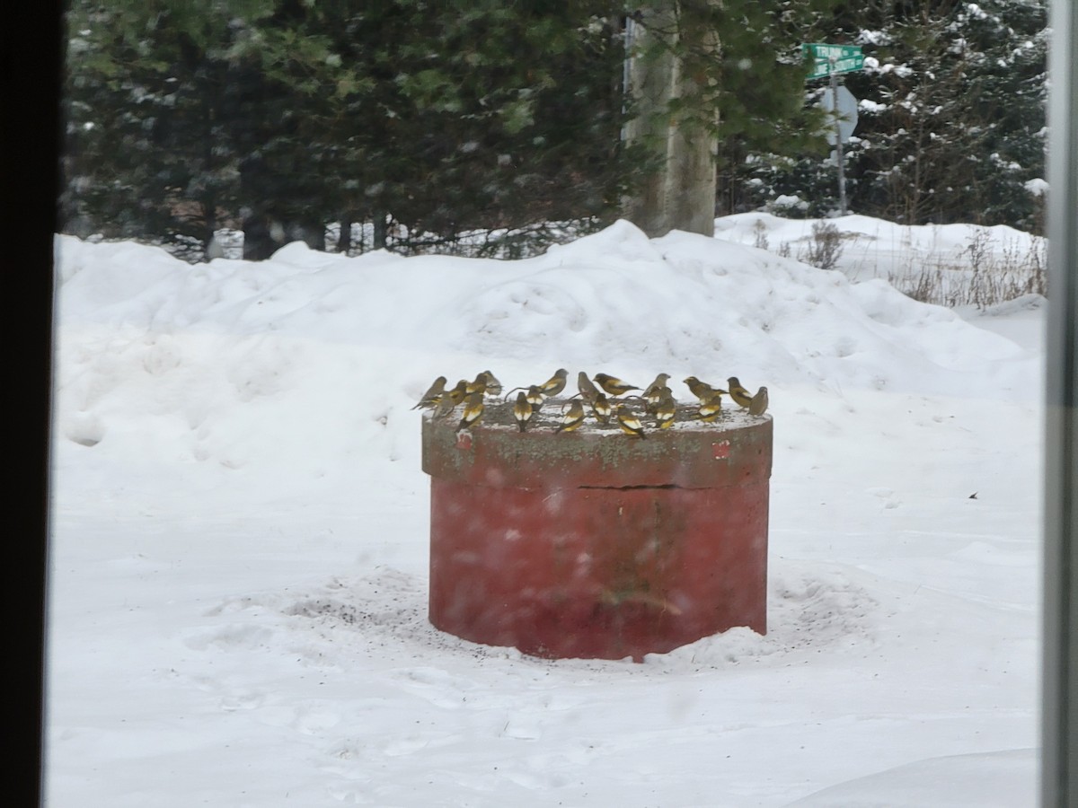 Evening Grosbeak - ML646458626