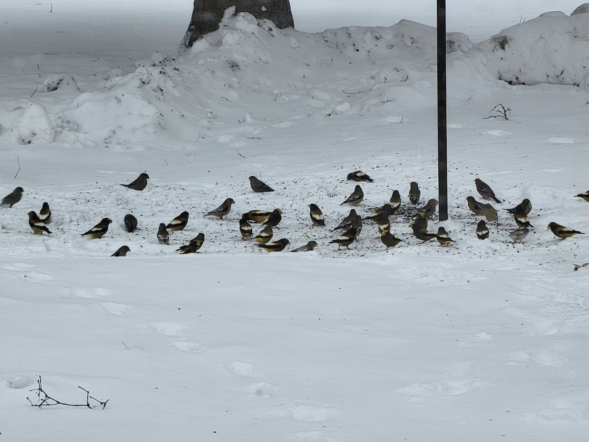 Evening Grosbeak - ML646458627