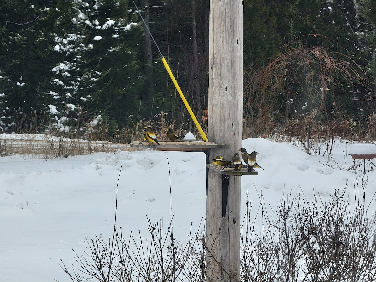 Evening Grosbeak - ML646458628