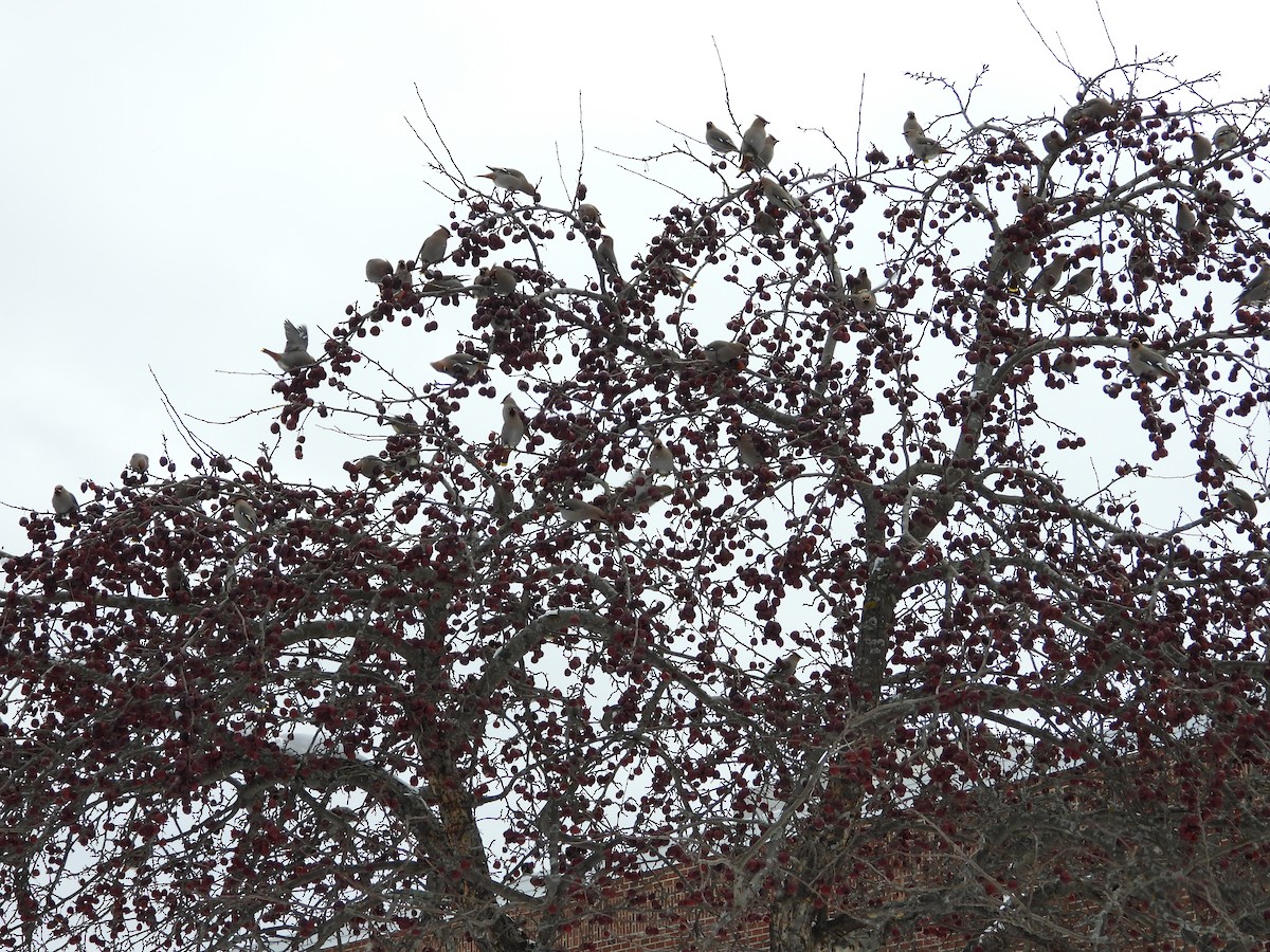 Bohemian Waxwing - ML646458629