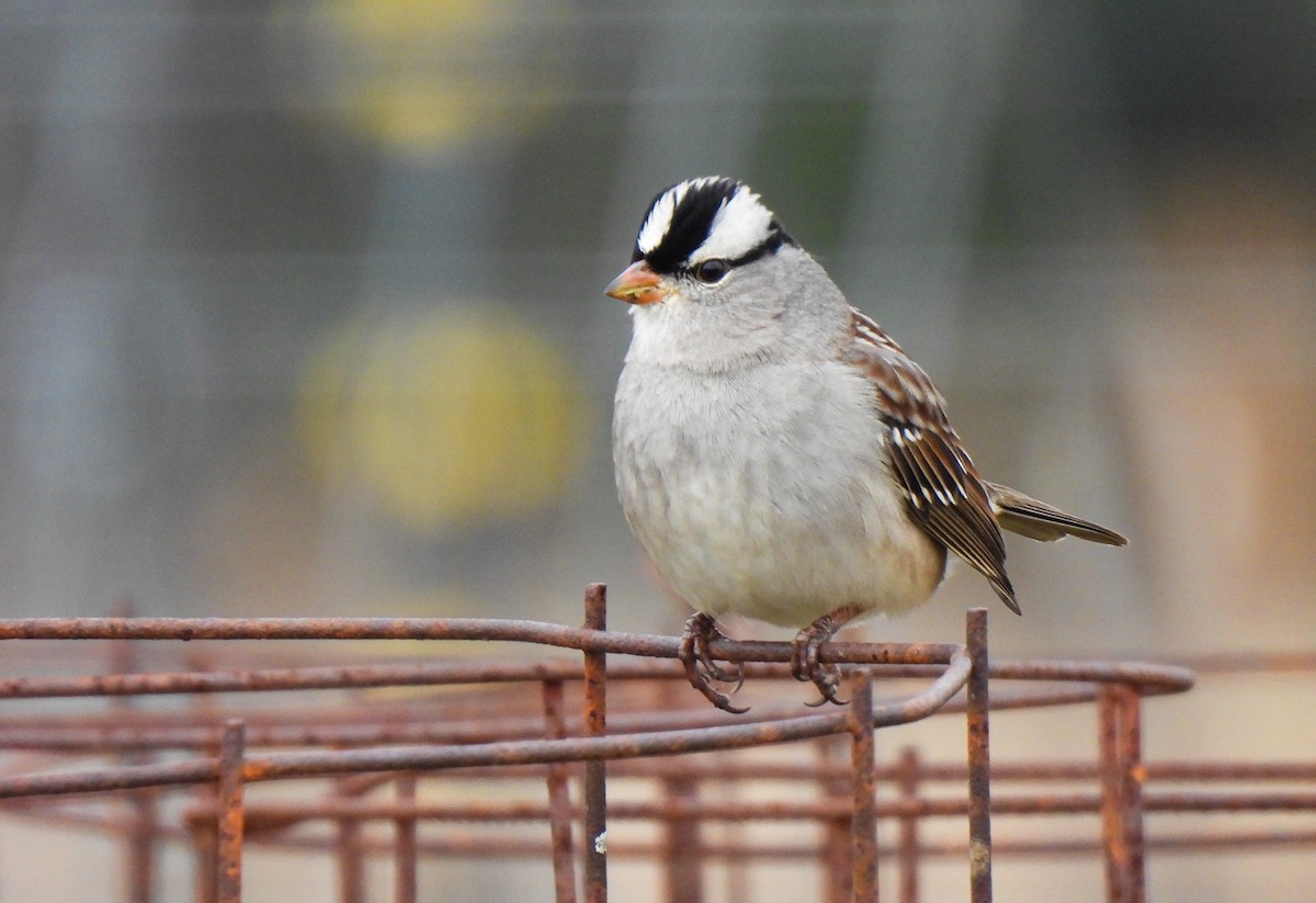 White-crowned Sparrow - ML646458630