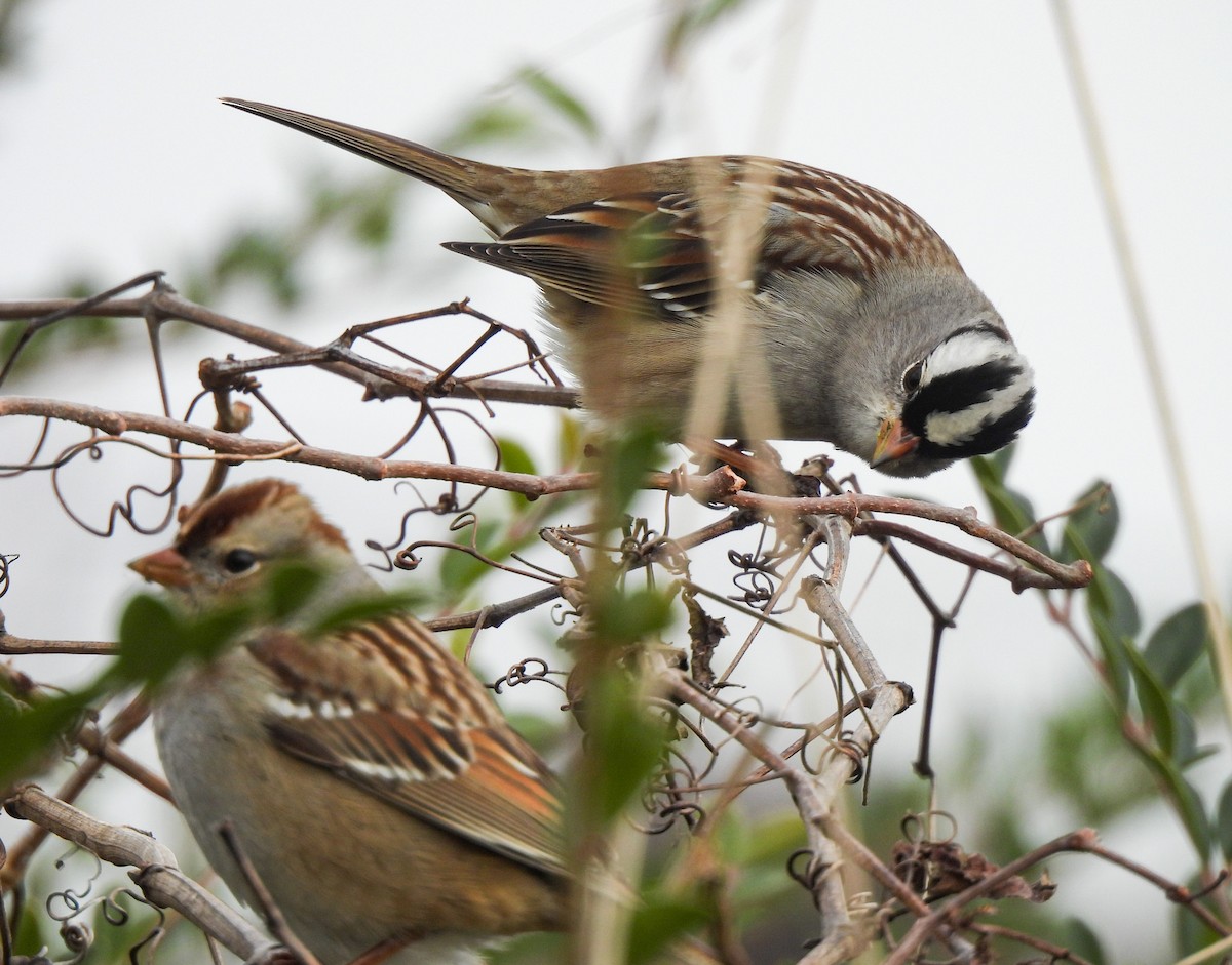 White-crowned Sparrow - ML646458631