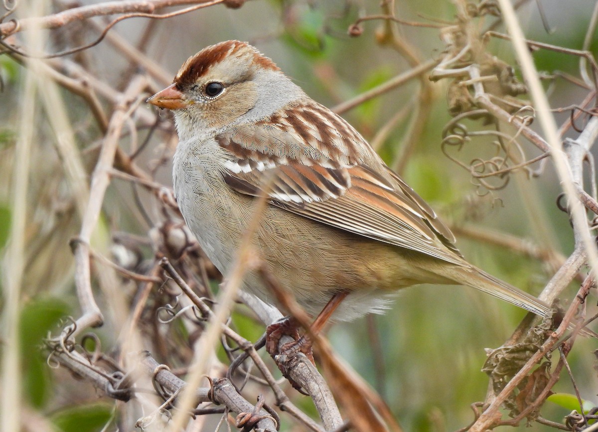 White-crowned Sparrow - ML646458632