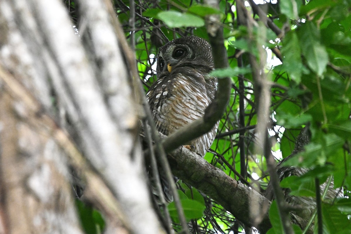 Африканская неясыть - ML646458635