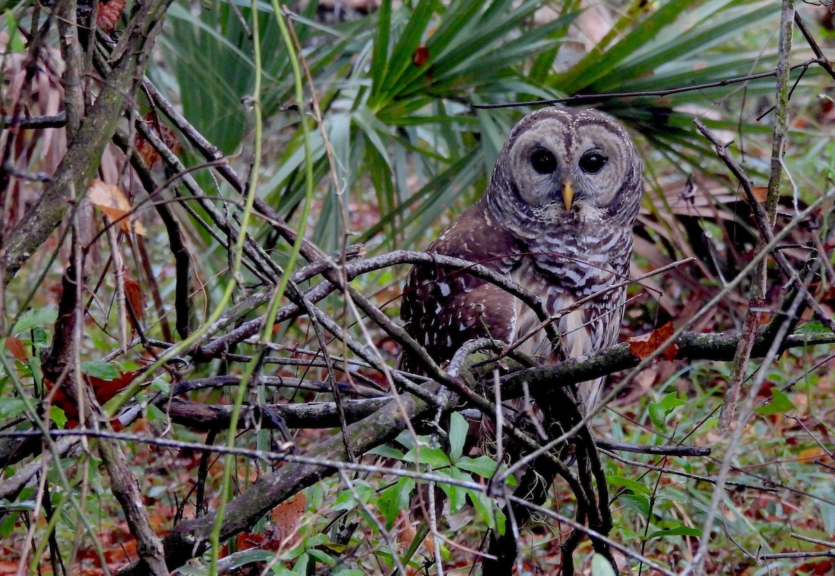 アメリカフクロウ - ML646458636