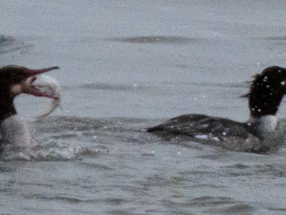 川秋沙 - ML646458637