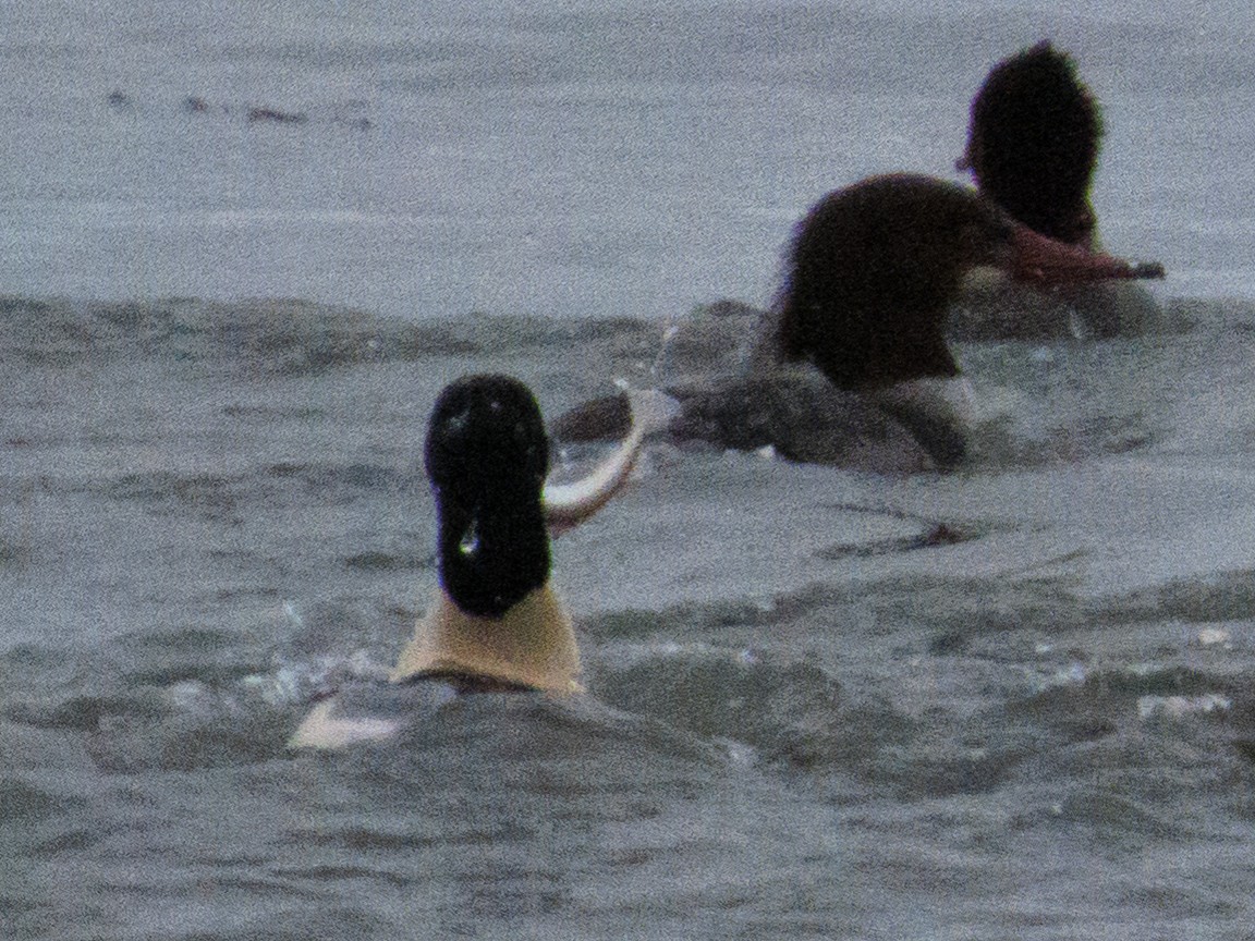 川秋沙 - ML646458638