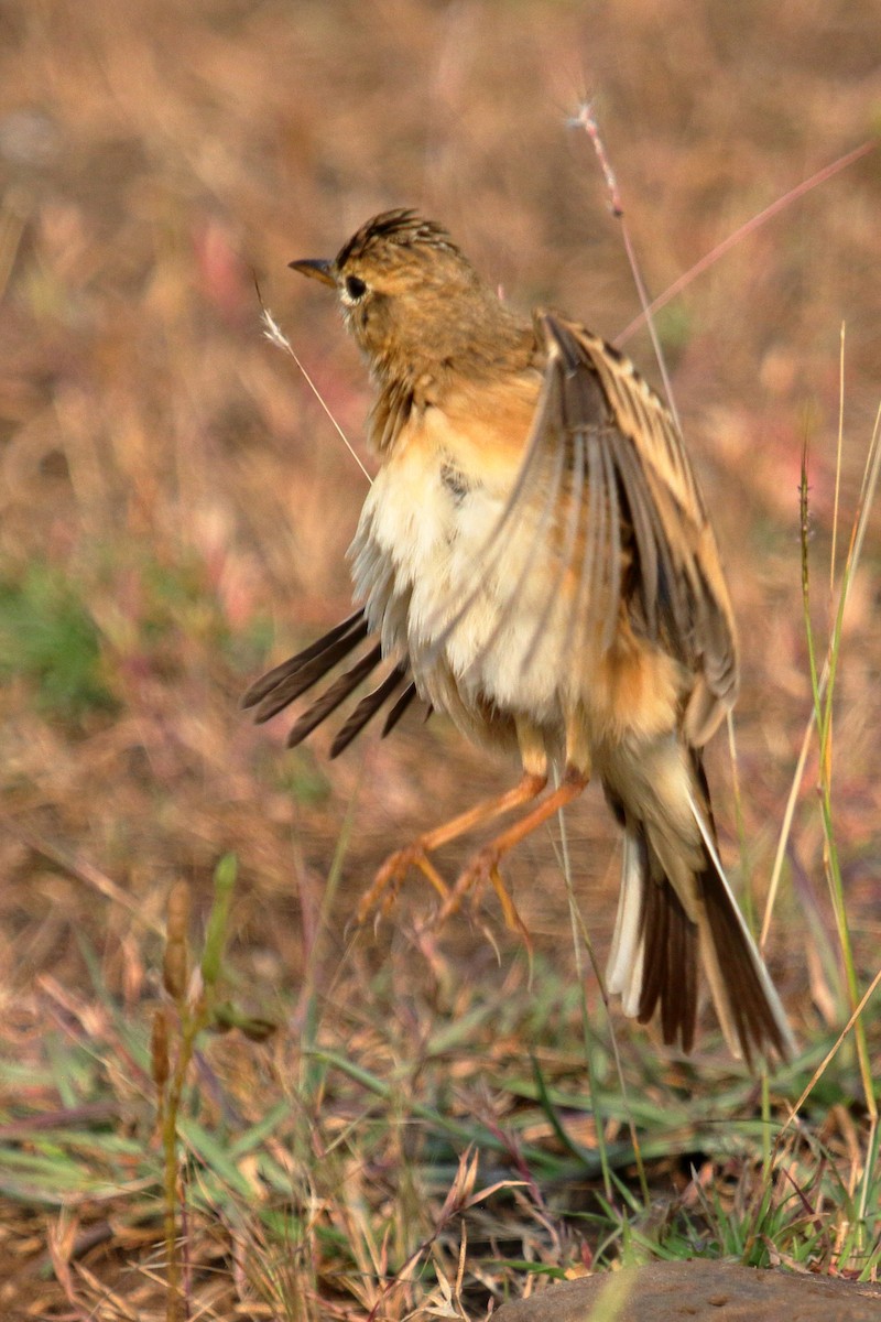 Paddyfield Pipit - ML646458641