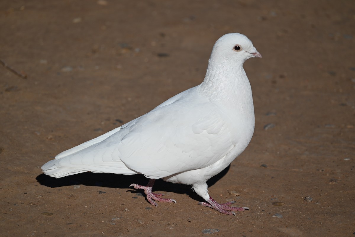 Rock Pigeon (Feral Pigeon) - ML646458642