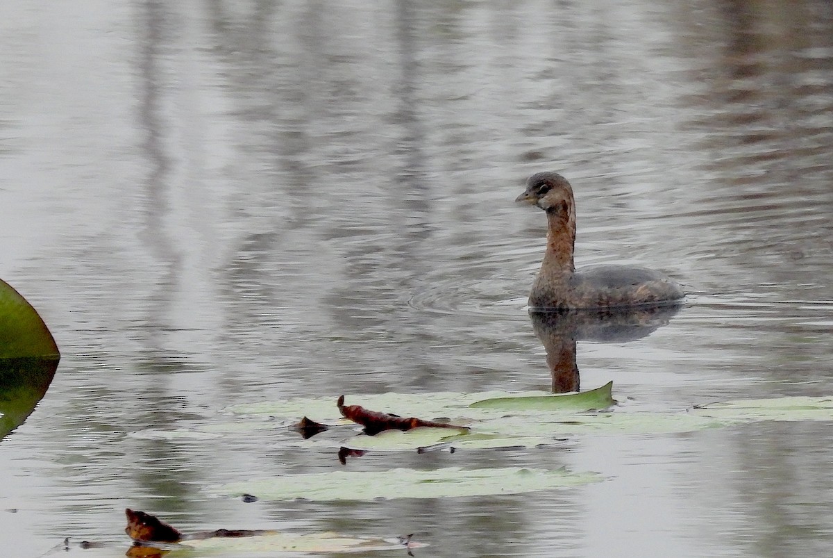 オビハシカイツブリ - ML646458644