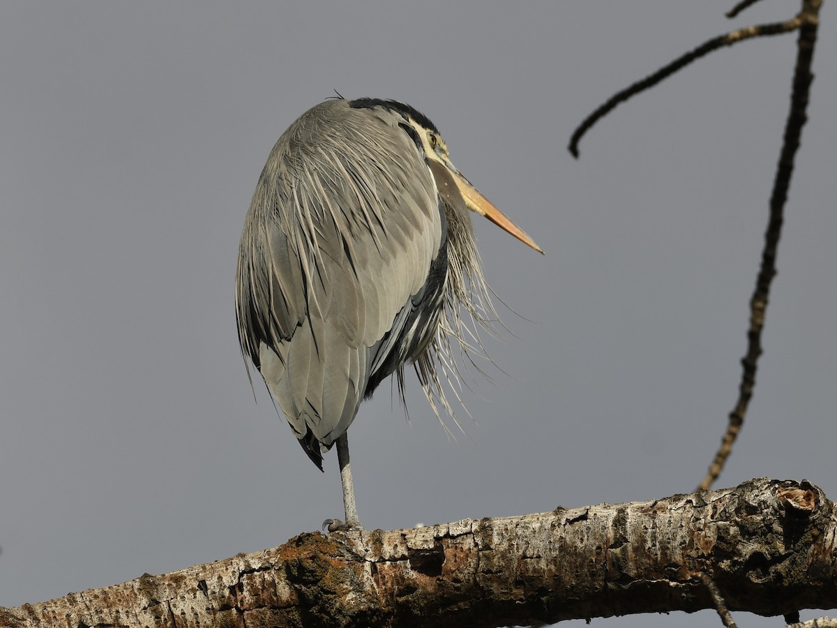 Great Blue Heron - ML646458645
