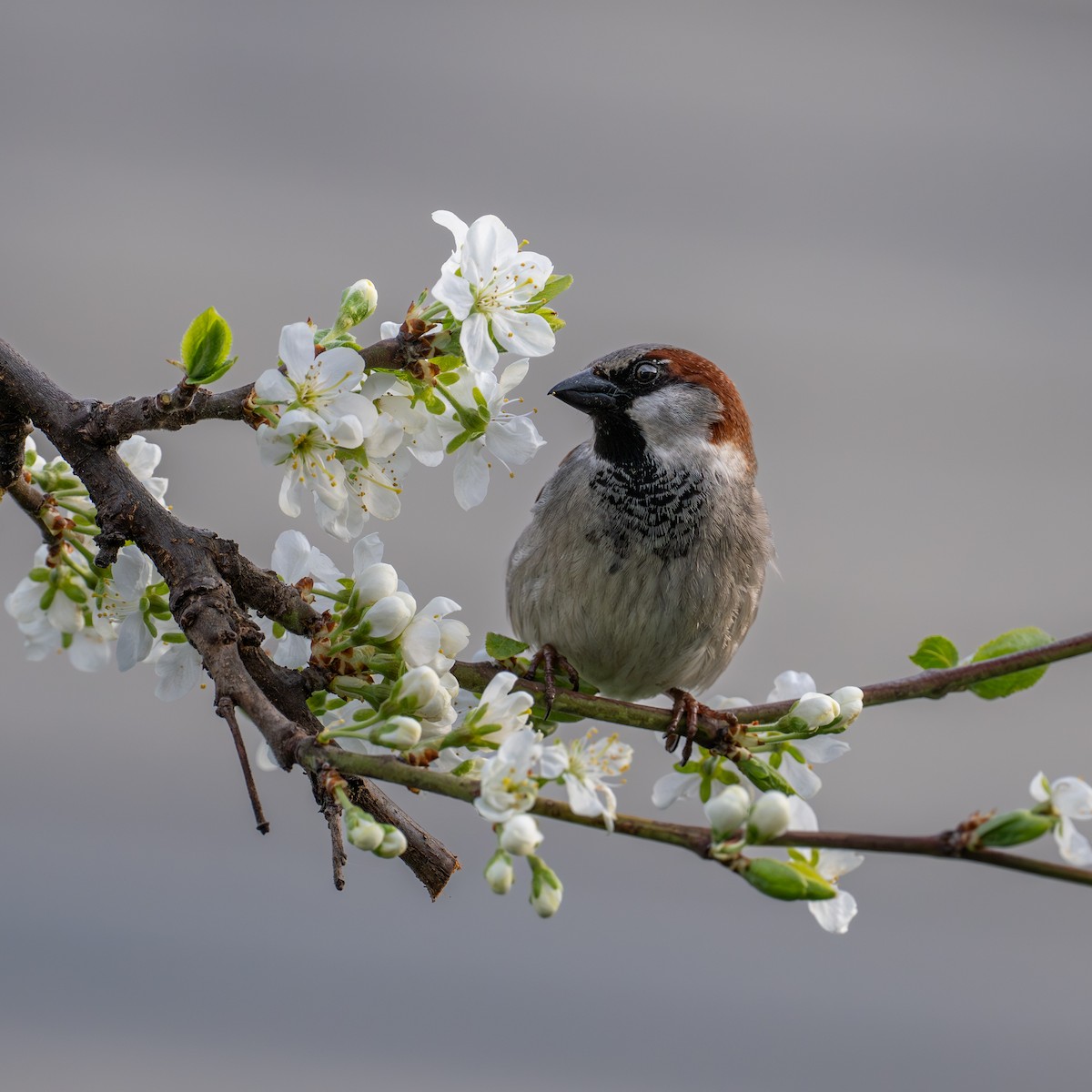 Moineau domestique - ML646458651