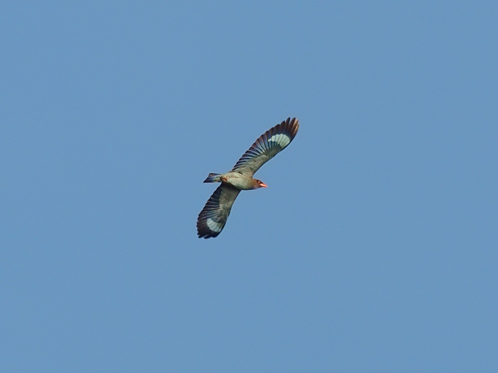 Dollarbird - ML646458654