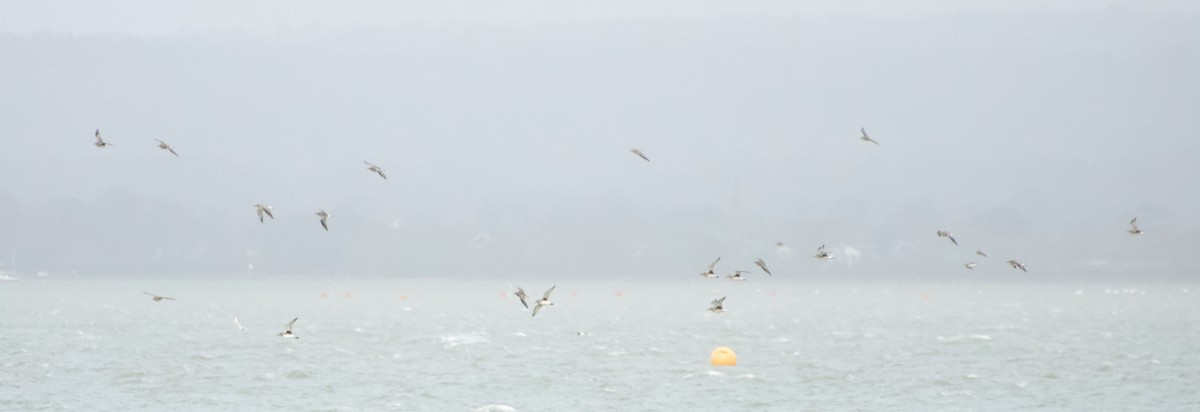 Black-bellied Plover - ML646458656