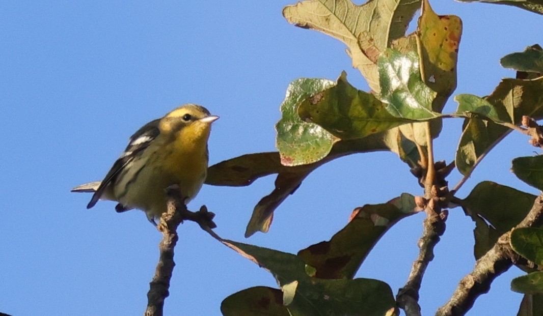 Reinita Gorjinaranja - ML646458658