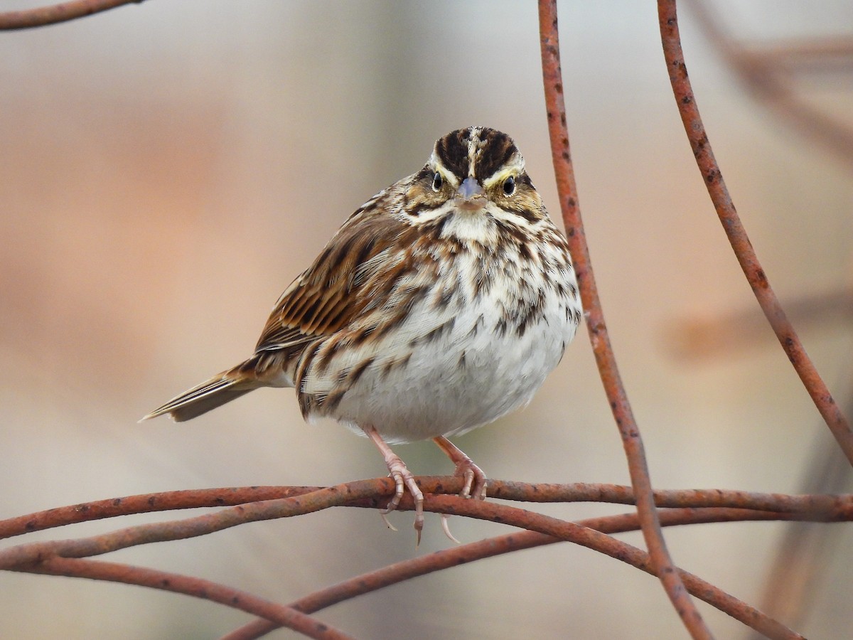 Savannah Sparrow - ML646458660