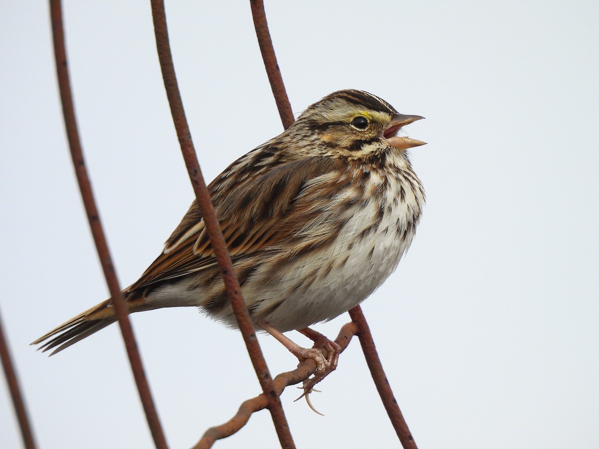 Savannah Sparrow - ML646458661