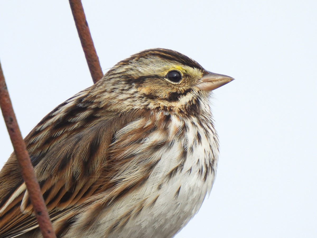 Savannah Sparrow - ML646458662