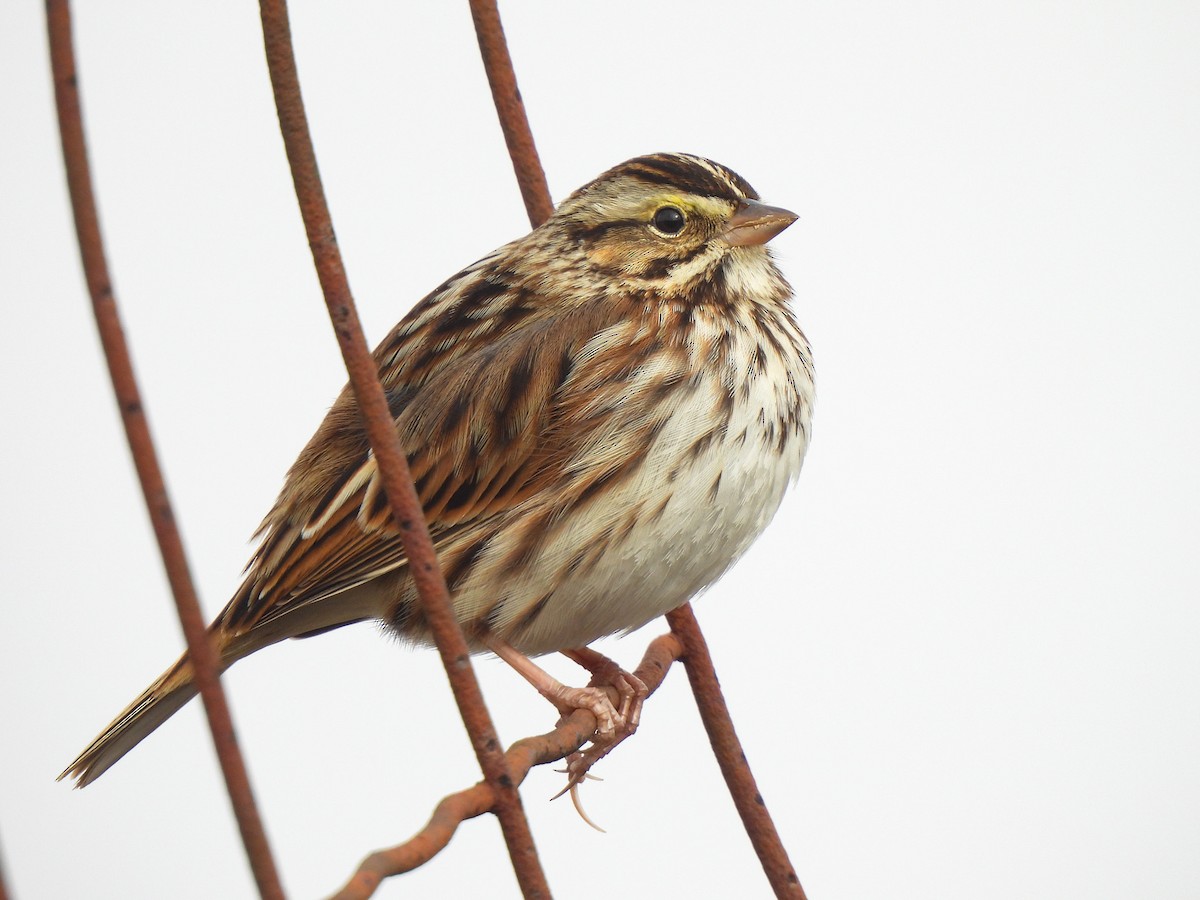 Savannah Sparrow - ML646458663