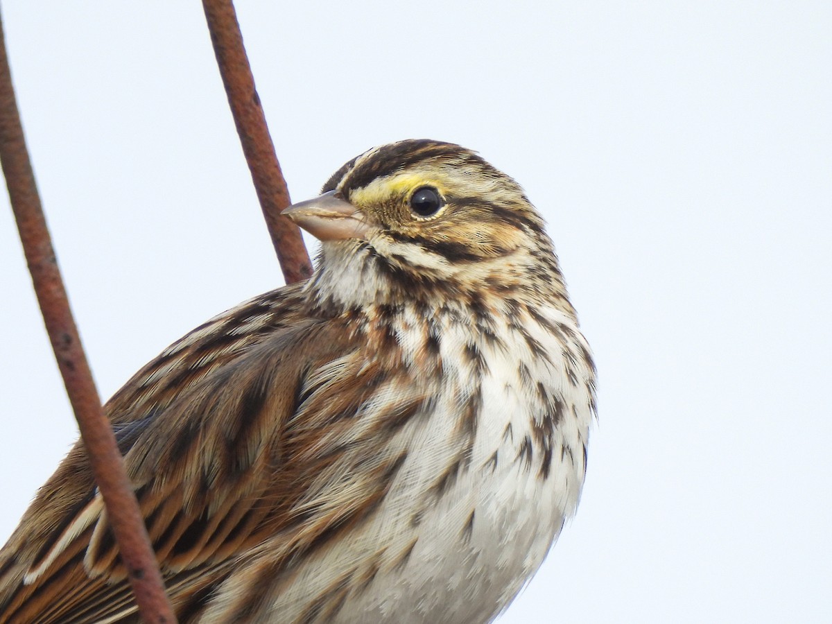 Savannah Sparrow - ML646458664