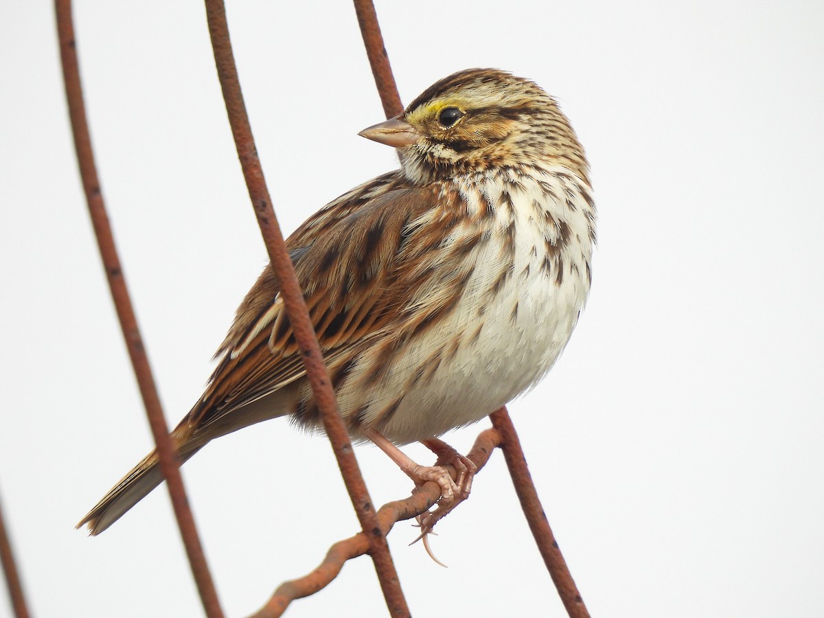 Savannah Sparrow - ML646458665
