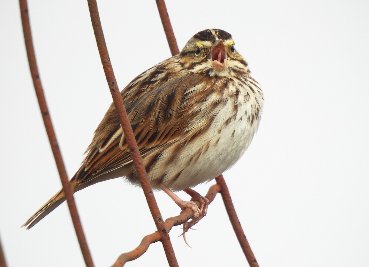 Savannah Sparrow - ML646458666