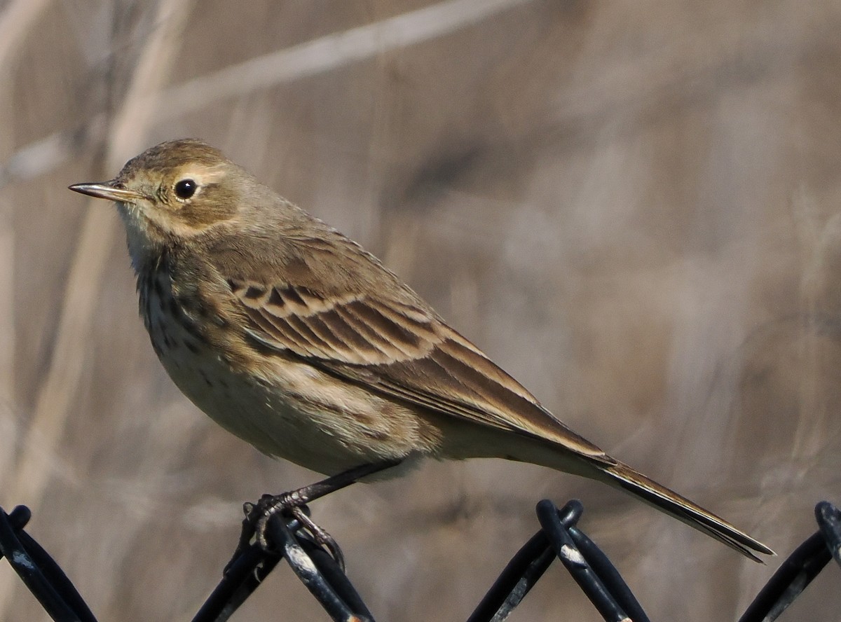 Spioncello del Pacifico - ML646458667