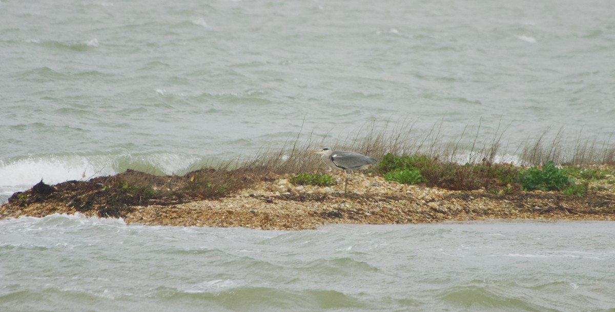 Gray Heron - ML646458671