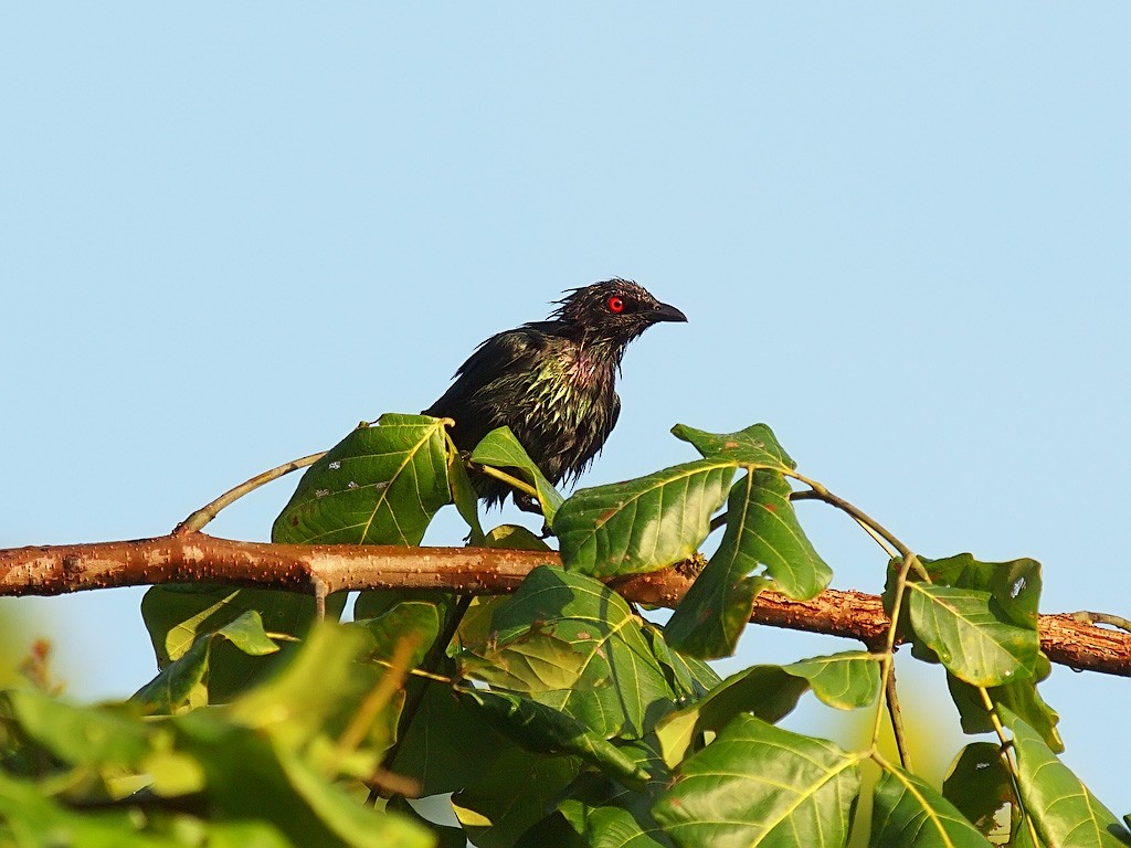 Metallic Starling (Metallic) - ML646458673