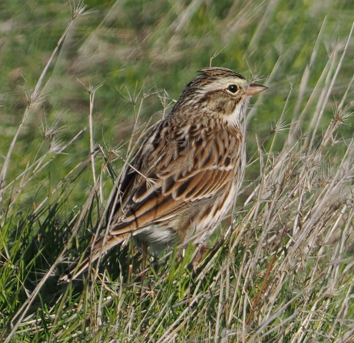 Savannah Sparrow - ML646458675