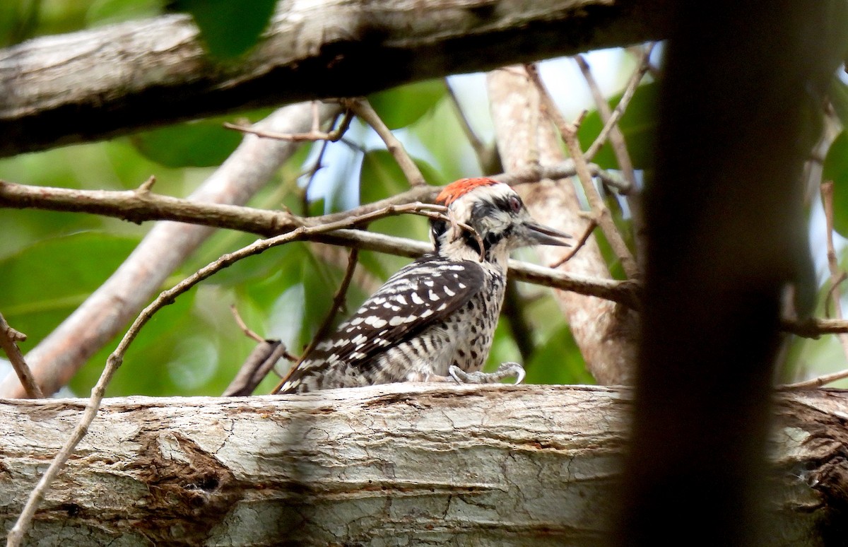 Ladder-backed Woodpecker - ML646458676
