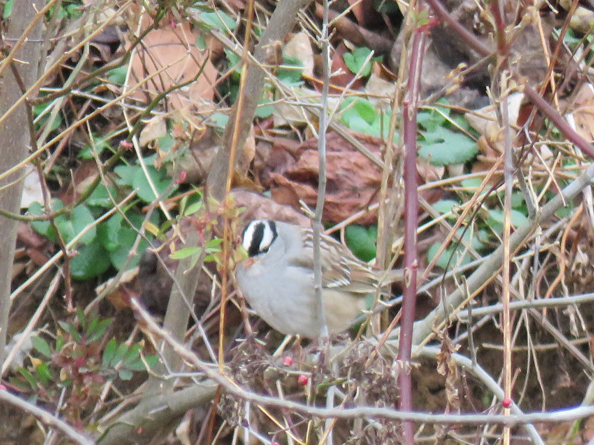White-crowned Sparrow - ML646458678