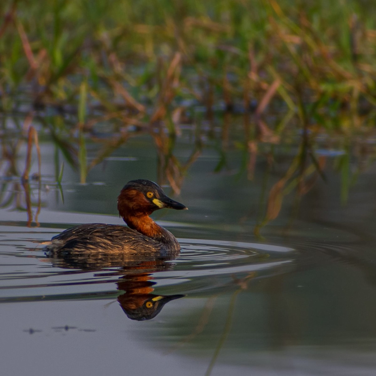 Little Grebe - ML646458681